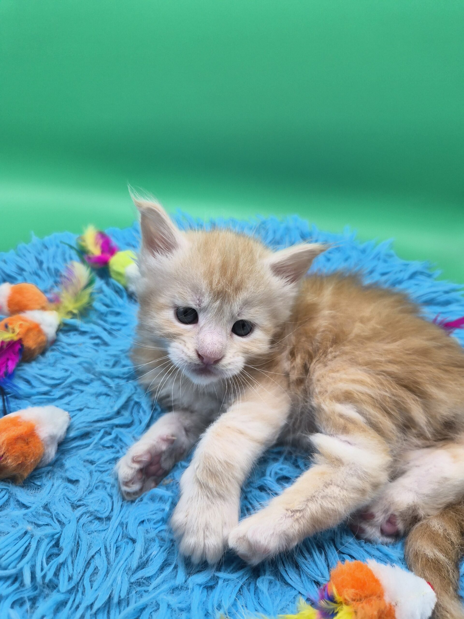 Chaton – Red Silver