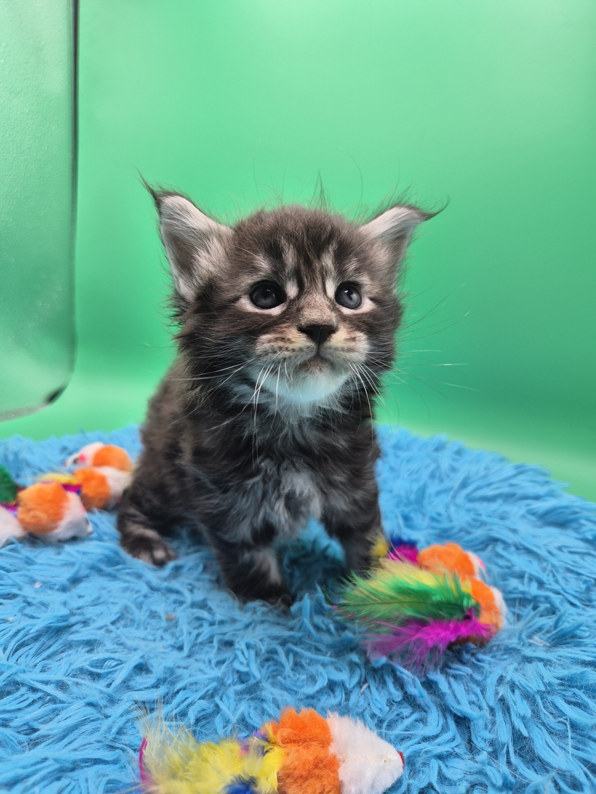 Chaton – Mâle collier bleu