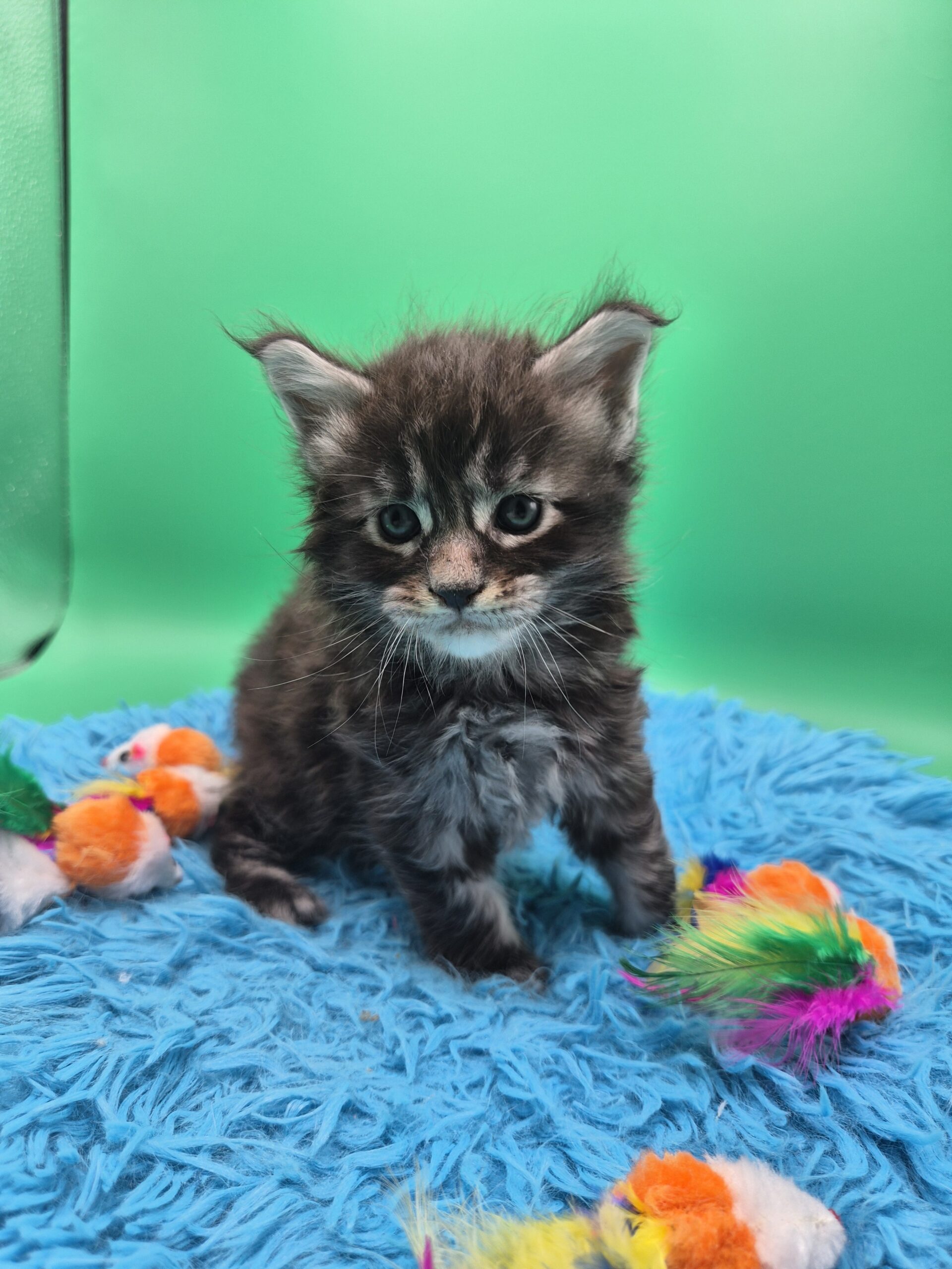 Chaton – Mâle collier bleu