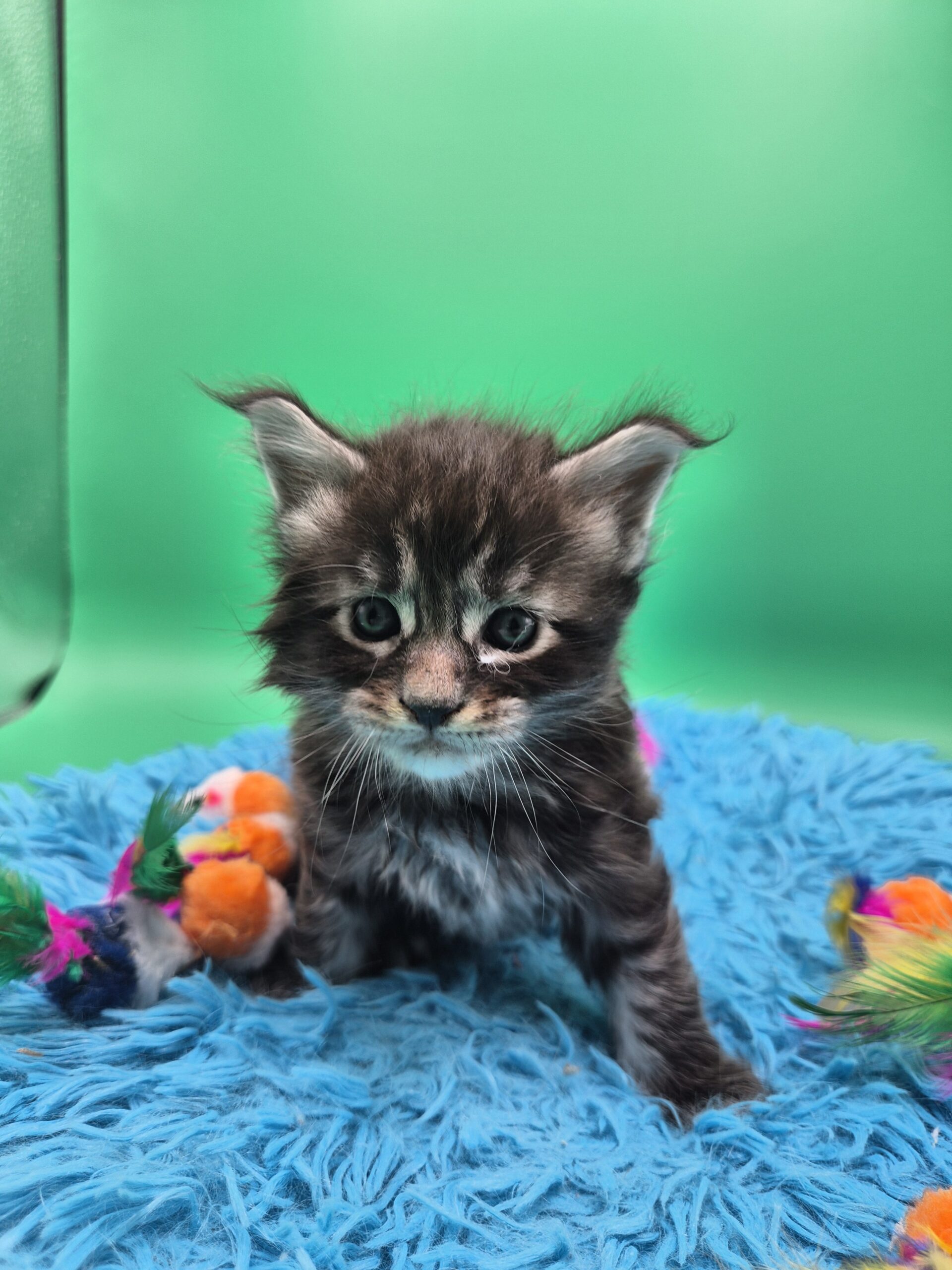 Chaton – Mâle collier bleu