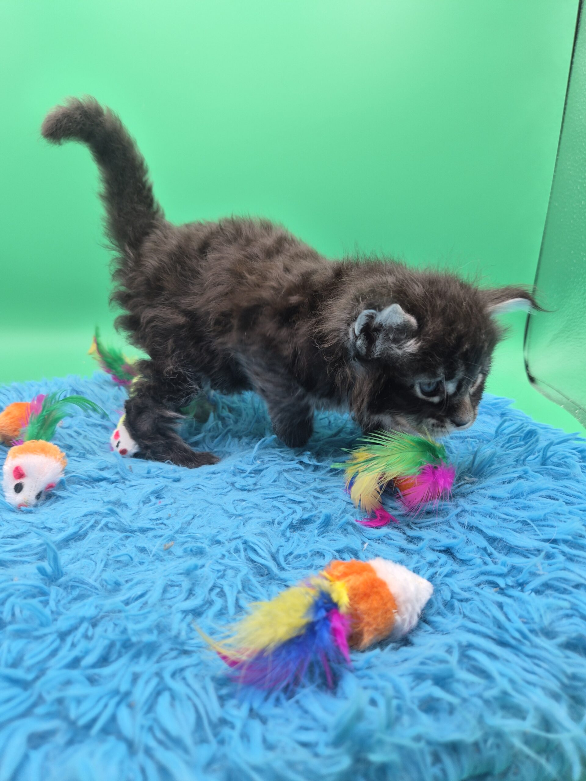 Chaton – Mâle collier bleu