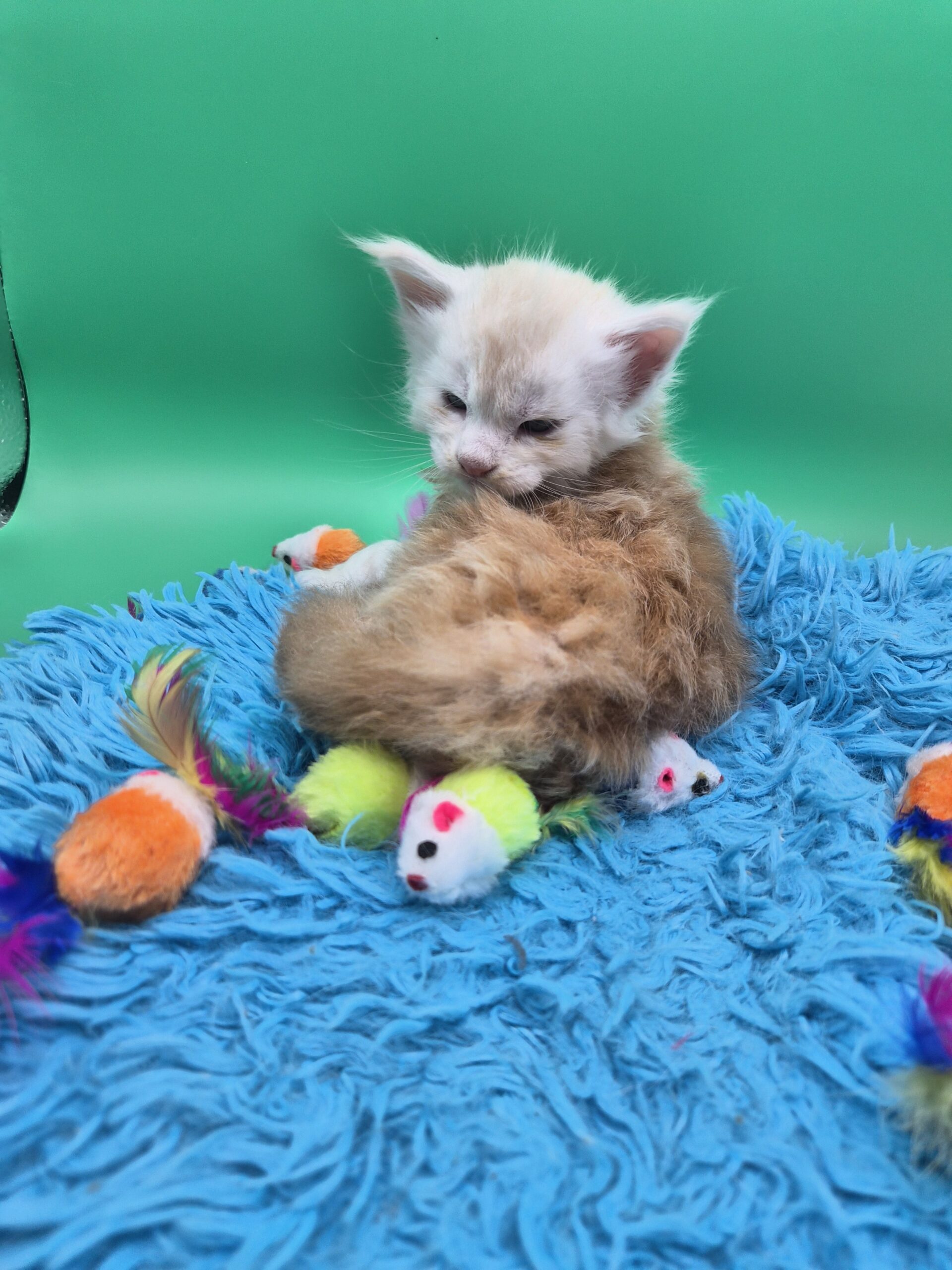 Chaton – Mâle collier Blanc