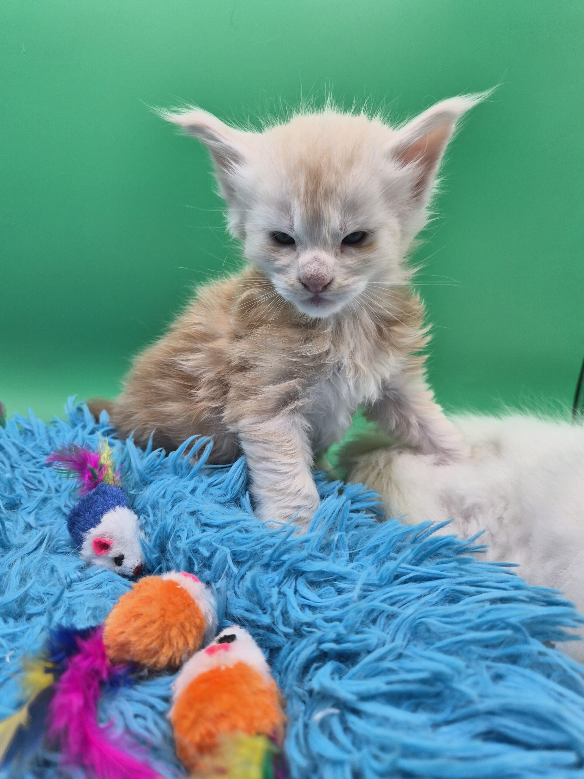 Chaton – Mâle collier Blanc