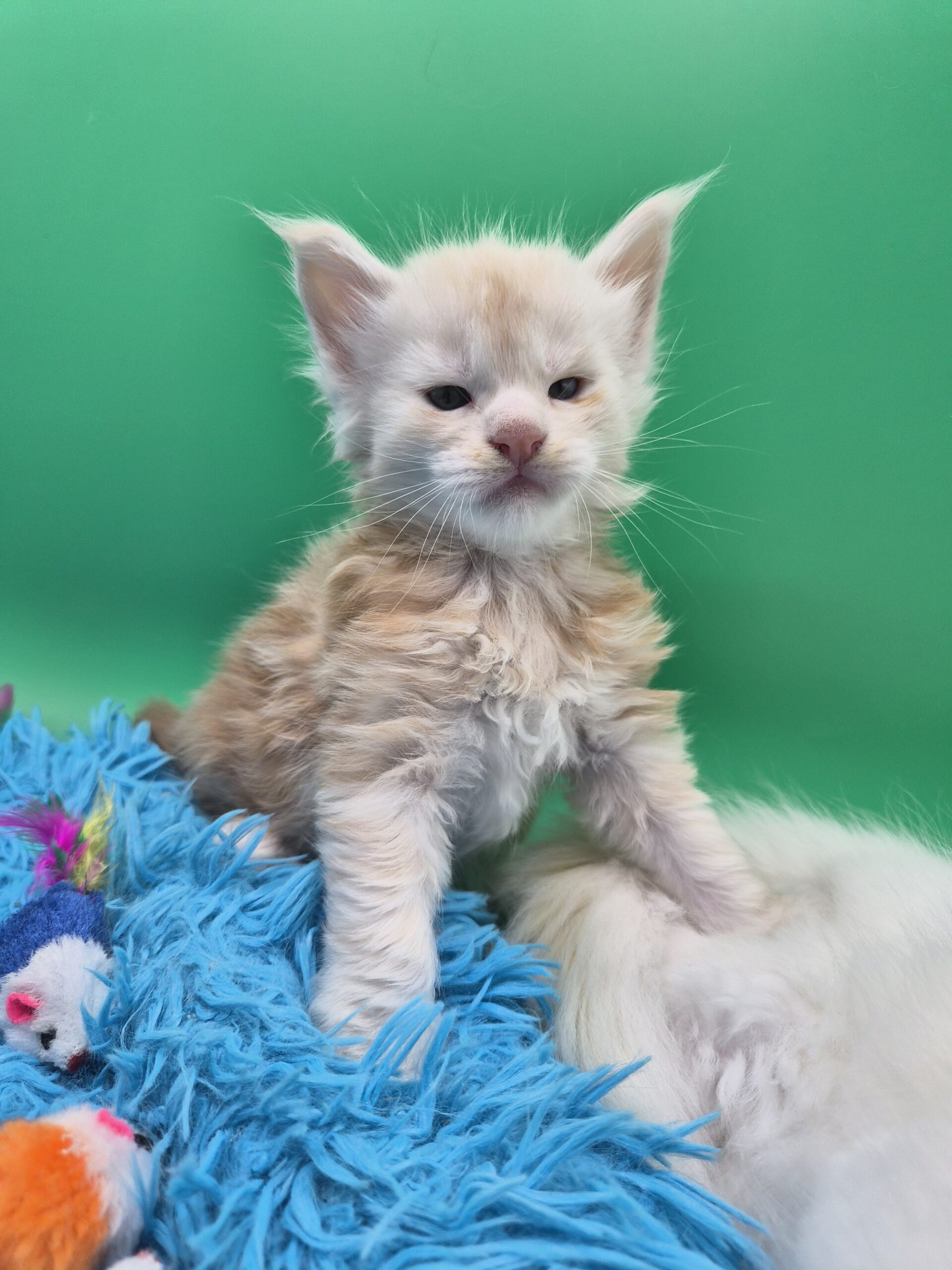 Chaton – Mâle collier Blanc