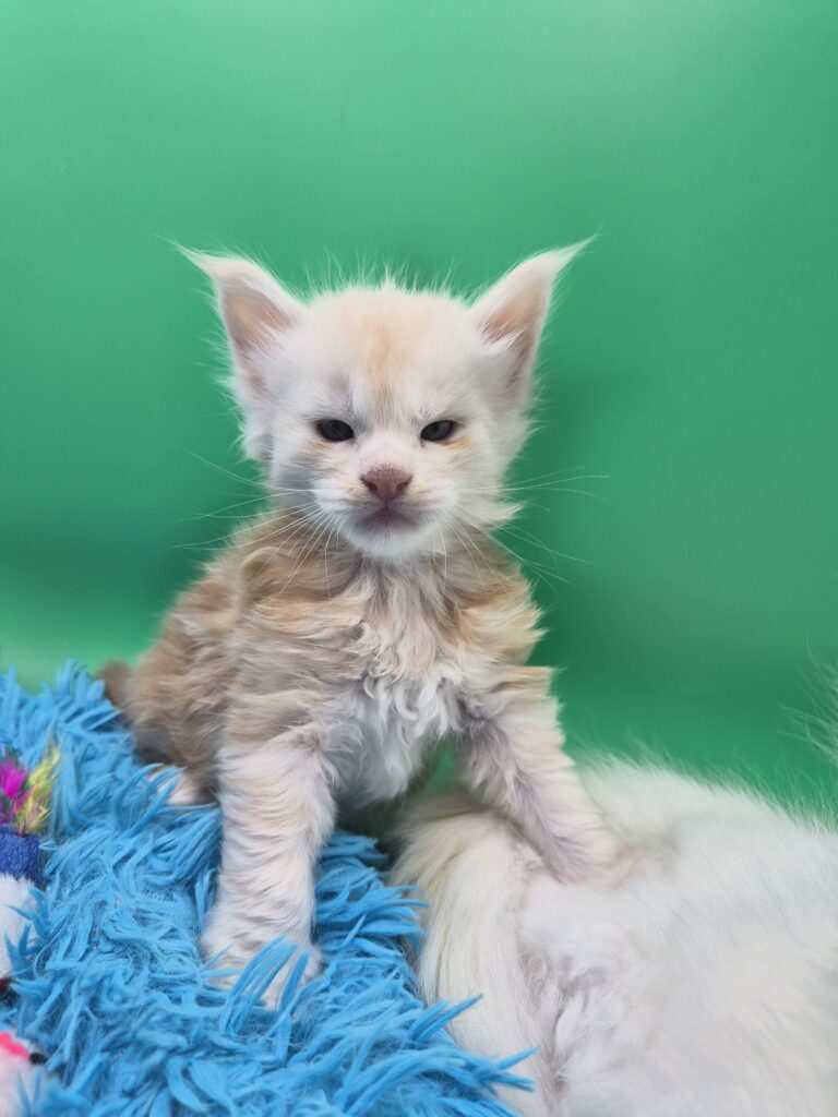 Chaton - Mâle collier Blanc