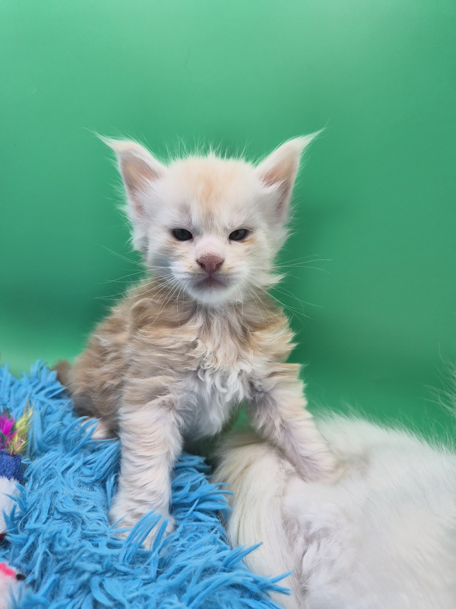 Chaton – Mâle collier Blanc